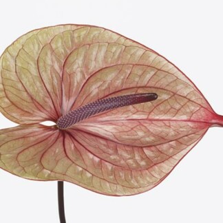 Anthurium A Tequila