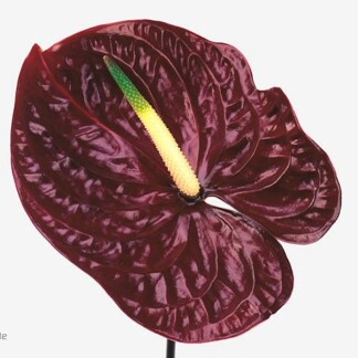 Anthurium A Tropic Night