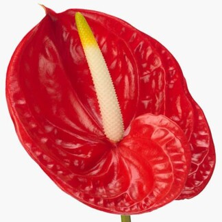 Anthurium A Tropical