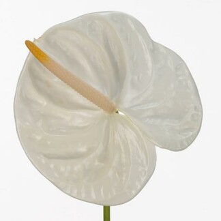 Anthurium ACROPOLIS