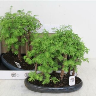 Bonsai Metasequoia