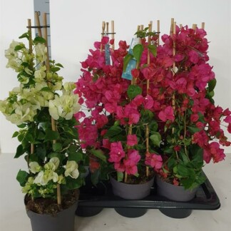 Bougainvillea Alexandra