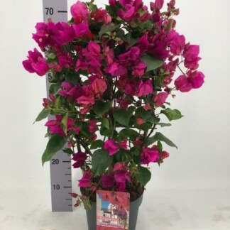 Bougainvillea