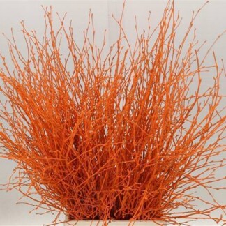 Bouleau Orange