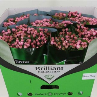 Bouvardia double Diam Darkpink