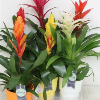 Bromelia