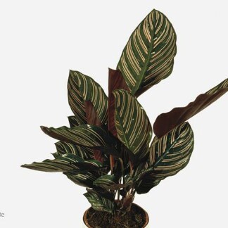 Calathea Sanderiana