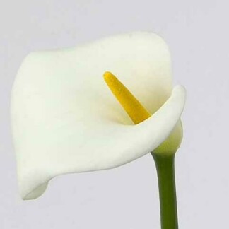 Calla Ae Avalanche