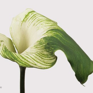 Calla Ae Vert Goddes