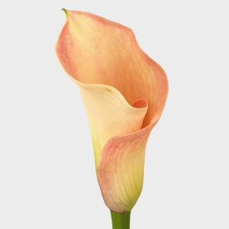 Calla Capt Rosette