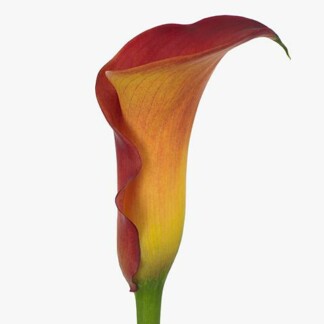 Calla Capt Trinity