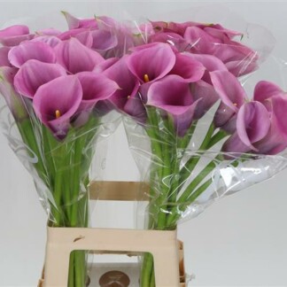 Calla Capt Violetta