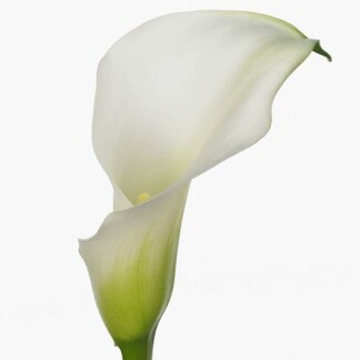 Calla Crystal Blush