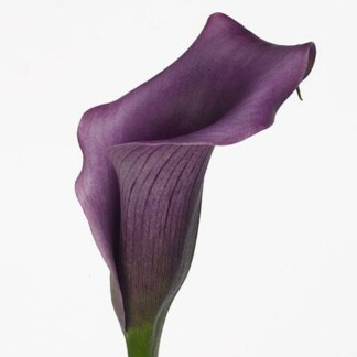 Calla Paco