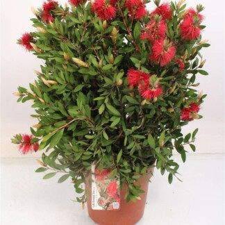 Callistemon