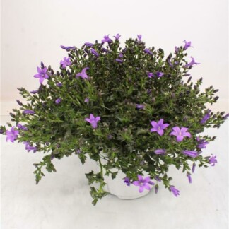 Campanula Portulaca Catharina
