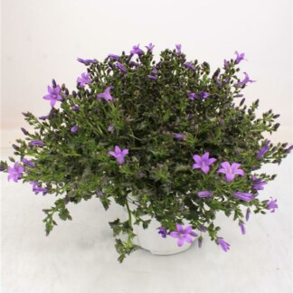 Campanula Portulaca Catharina