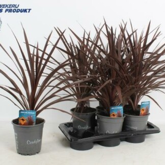 Cordyline rouge