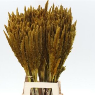 Cortaderia Fluffy Jaune