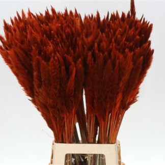 Cortaderia Fluffy Orange