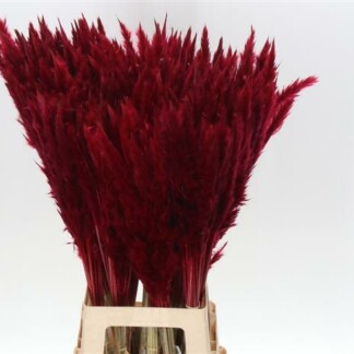 Cortaderia Fluffy Rouge