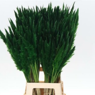 Cortaderia Fluffy Vert