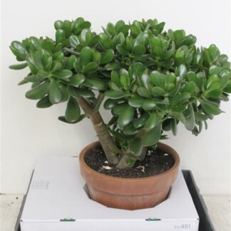 Crassula Ovata