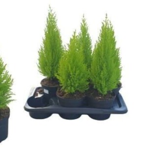 Cupressus