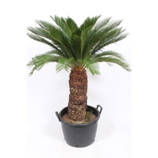 Cycas