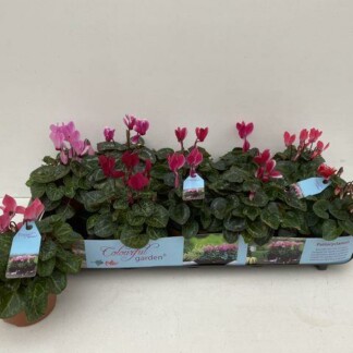 Cyclamen