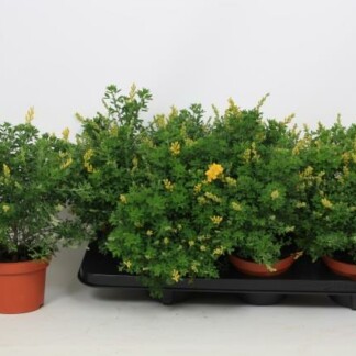 Cytisus X Racemosus