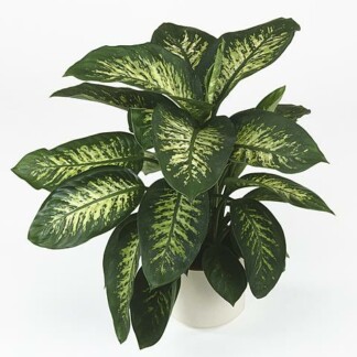 Dieffenbachia