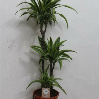 Dracaena De Lemon Lime