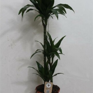 Dracaena Fragaria Janet