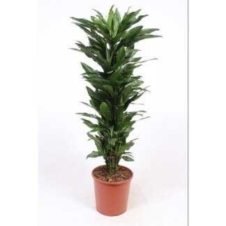 Dracaena Janet Lind