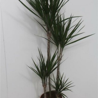 Dracaena Marginata