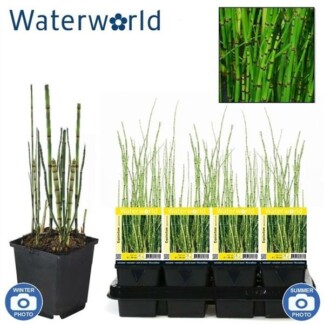 Equisetum Japonicum