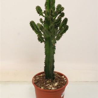 Euphorbia Eritrea