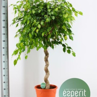 Ficus benjamina Exotica