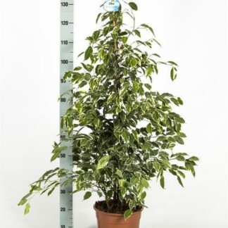 Ficus benjamina Golden King