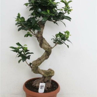 Ficus microcarpa