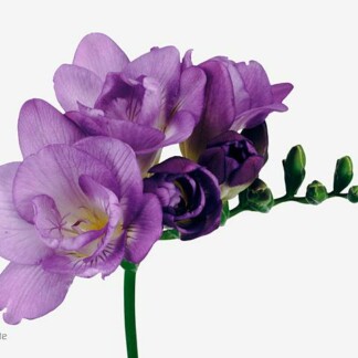 Freesia double Blue Bayou