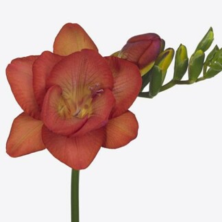 Freesia double Fuego