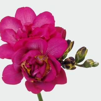 Freesia double Purple Rain