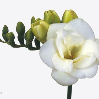 Freesia double Versailles