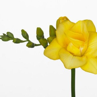 Freesia double jaune