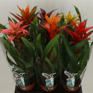 Guzmania