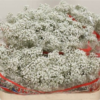 Gypsophile Pa Million Star