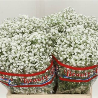 Gypsophile Pa Xlence