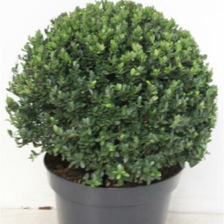 Ilex Crenata Dark Vert